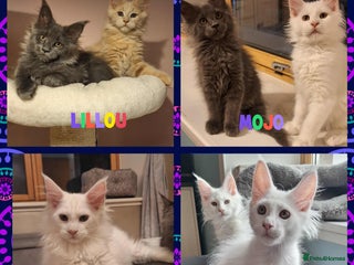 Maine Coon cats - Advert 2