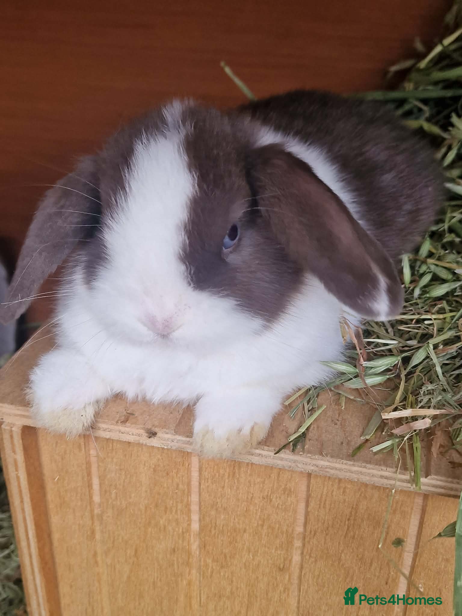 Mini Lop rabbits Both SOLD Now - Advert 1