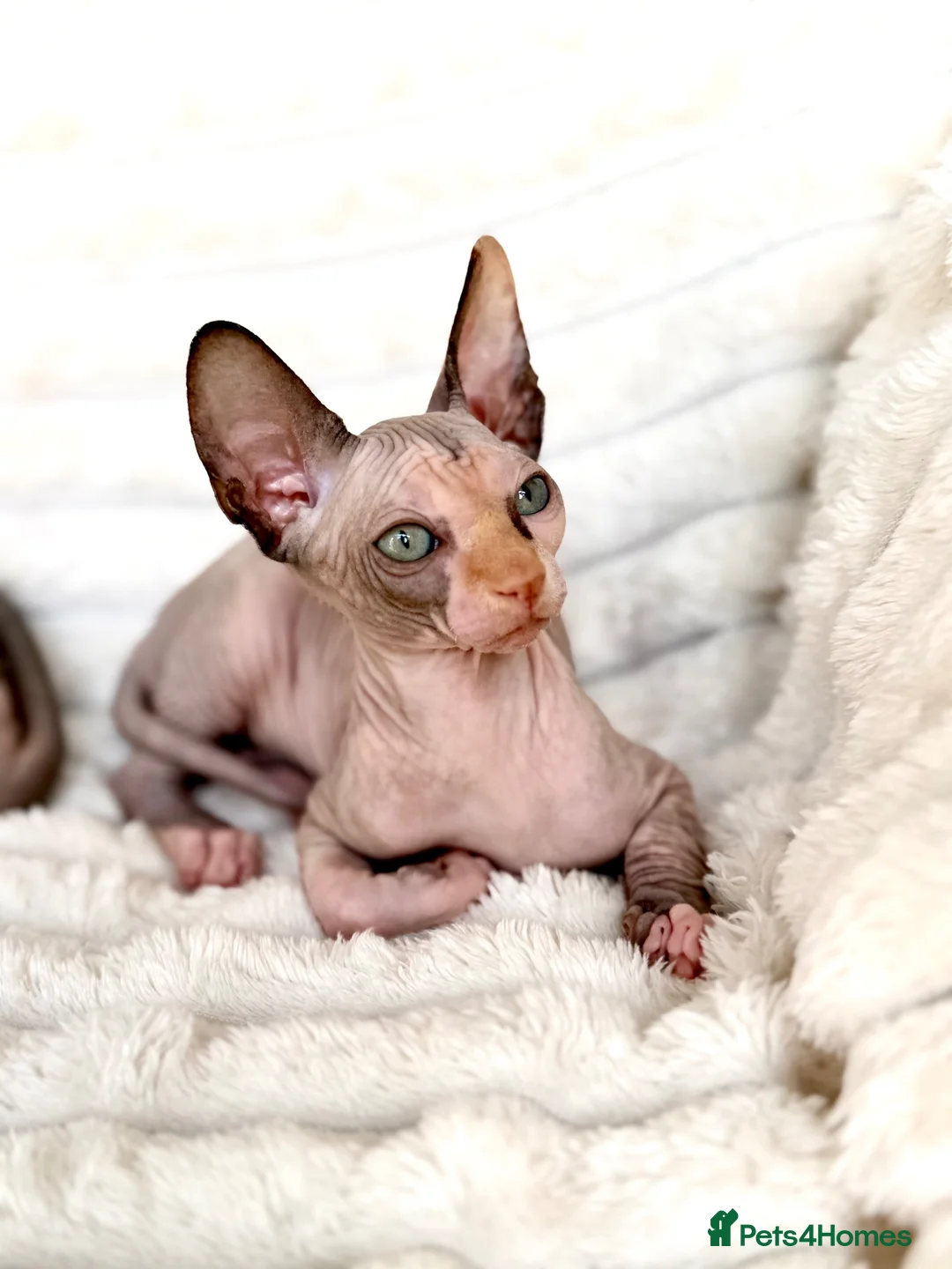 Sphynx cats for sale: Beautiful Sphynx Girl Ready for Her Forever Home  - Advert 1