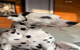 Dalmatian dogs for stud: PROVEN Black spot KC registered Dalmatian for STUD in Romford - Image 1
