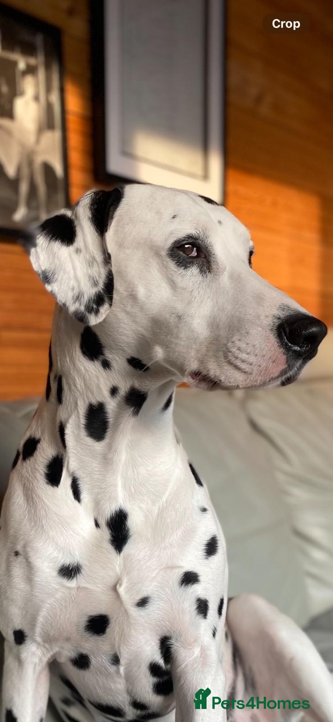 Dalmatian dogs for stud: PROVEN Black spot KC registered Dalmatian for STUD in Romford - Image 1