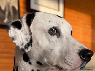 Dalmatian dogs in Romford - Advert 2