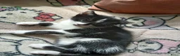 Mixed Breed cats for sale: Sweet cute kitten  - Advert 6