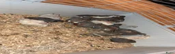 Mixed Breed birds for sale: Mix birds  - Advert 3