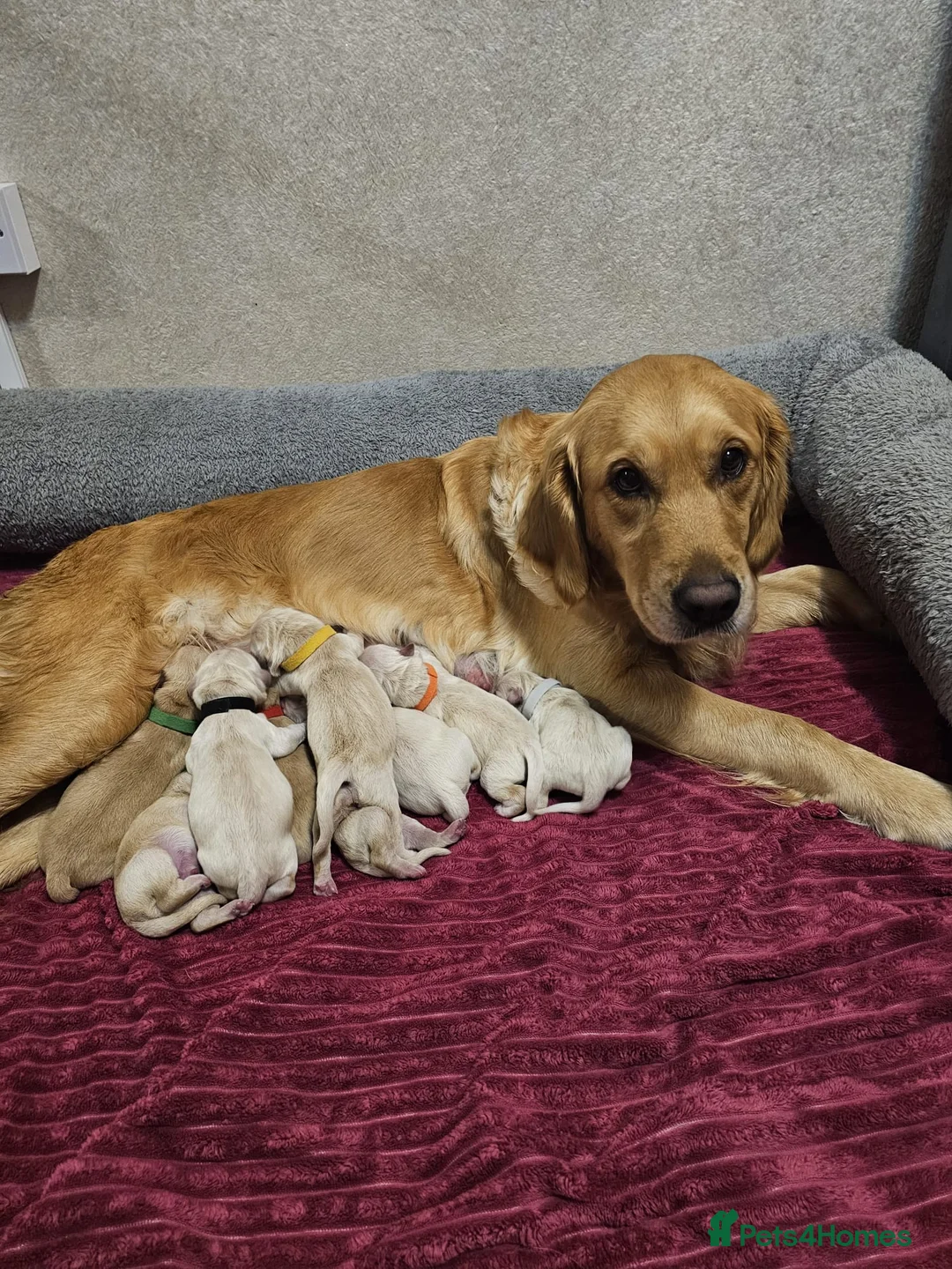 Golden Retriever dogs for sale: Lovely Golden retriever puppy ❤️ - Advert 1