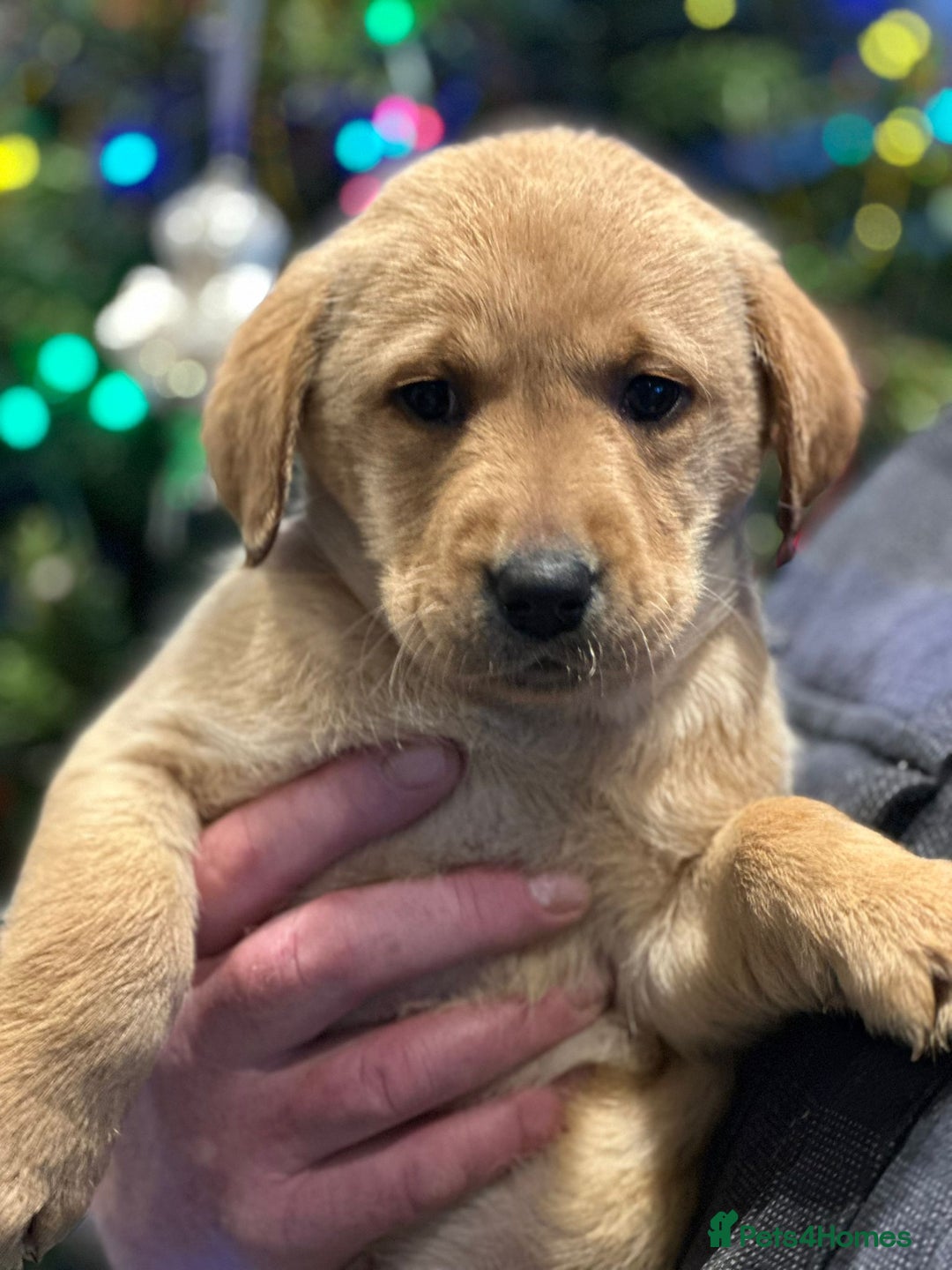 Labrador Retriever dogs for sale: 7 week old fantastic labrador pups  - Advert 17