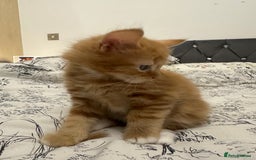 European cats for sale: Kitten for sale - Image 2