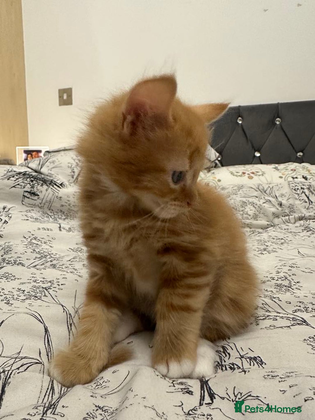 European cats for sale: Kitten for sale - Image 2