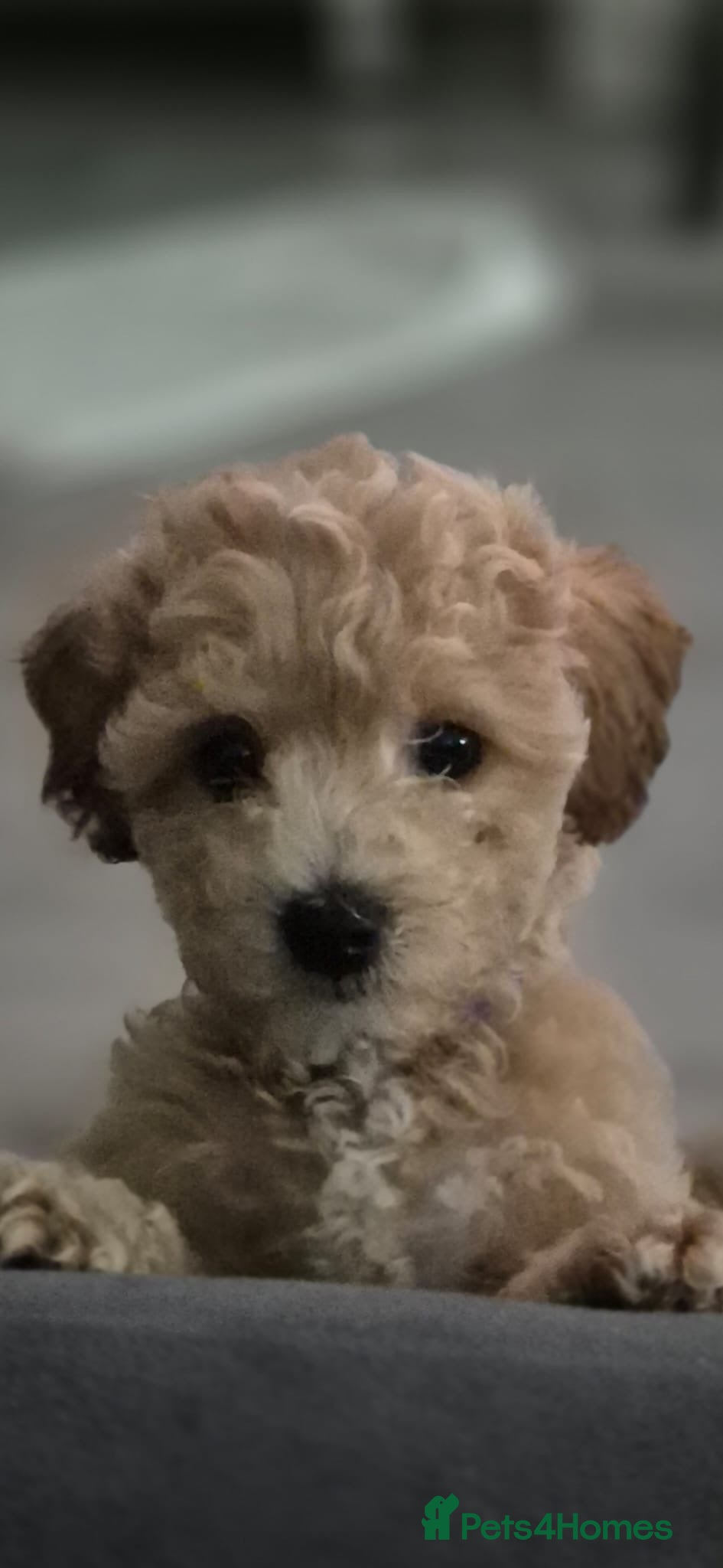 Cavapoochon dogs READY TO LEAVE Cavapoochon Pupps   - Advert 5