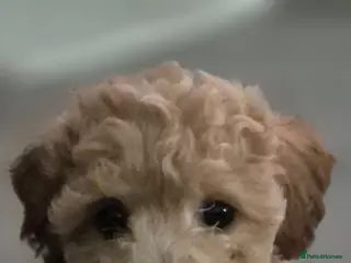 Cavapoochon dogs READY TO LEAVE Cavapoochon Pupps - Advert 5