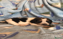 Beagle dogs for sale: 💕Health tested beagle puppies 💕 - Advert 9