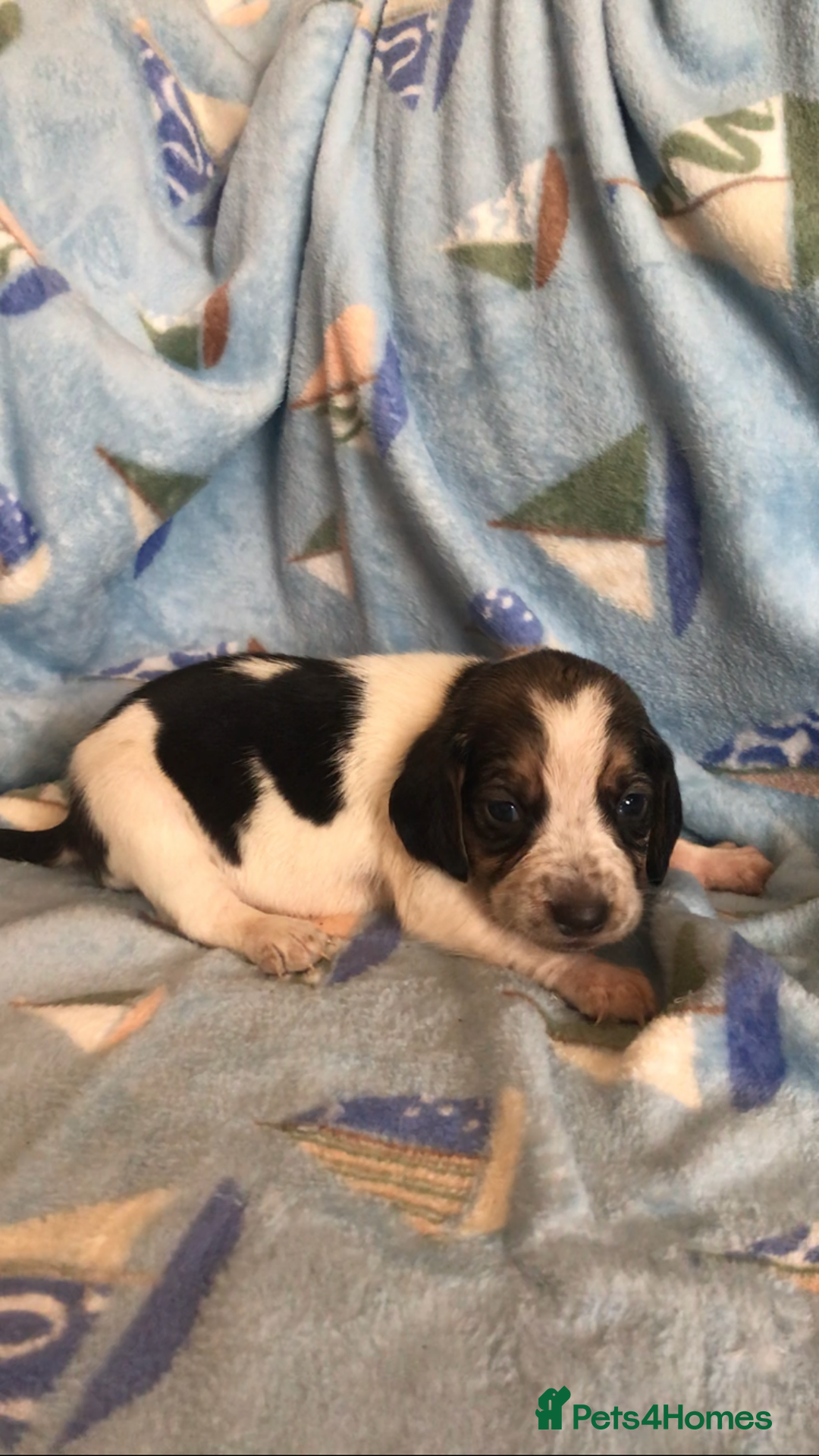 Beagle dogs for sale: 💕Health tested beagle puppies 💕 - Advert 9