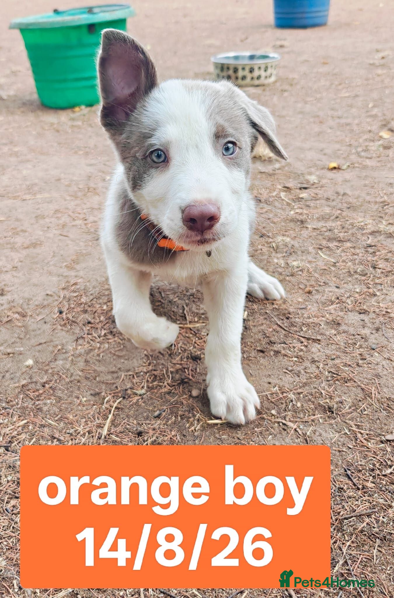 Border Collie dogs KC registered Border collie pups for sale - Advert 2