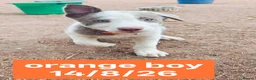 Border Collie dogs for sale: KC registered Border collie pups for sale - Advert 2