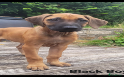 Rhodesian Ridgeback dogs for sale: KC reg chunky handsome pups - Image 22