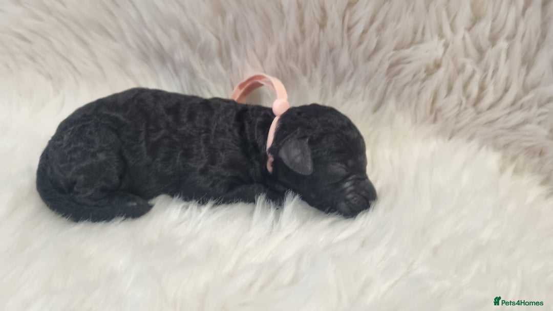 Standard Poodle dogs for sale: Exceptional Health Tested Puppies Due - Advert 18