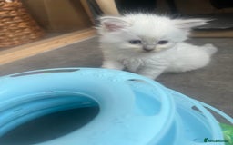Ragdoll cats for sale: Radoll kittens, blue/lilac point - Image 7