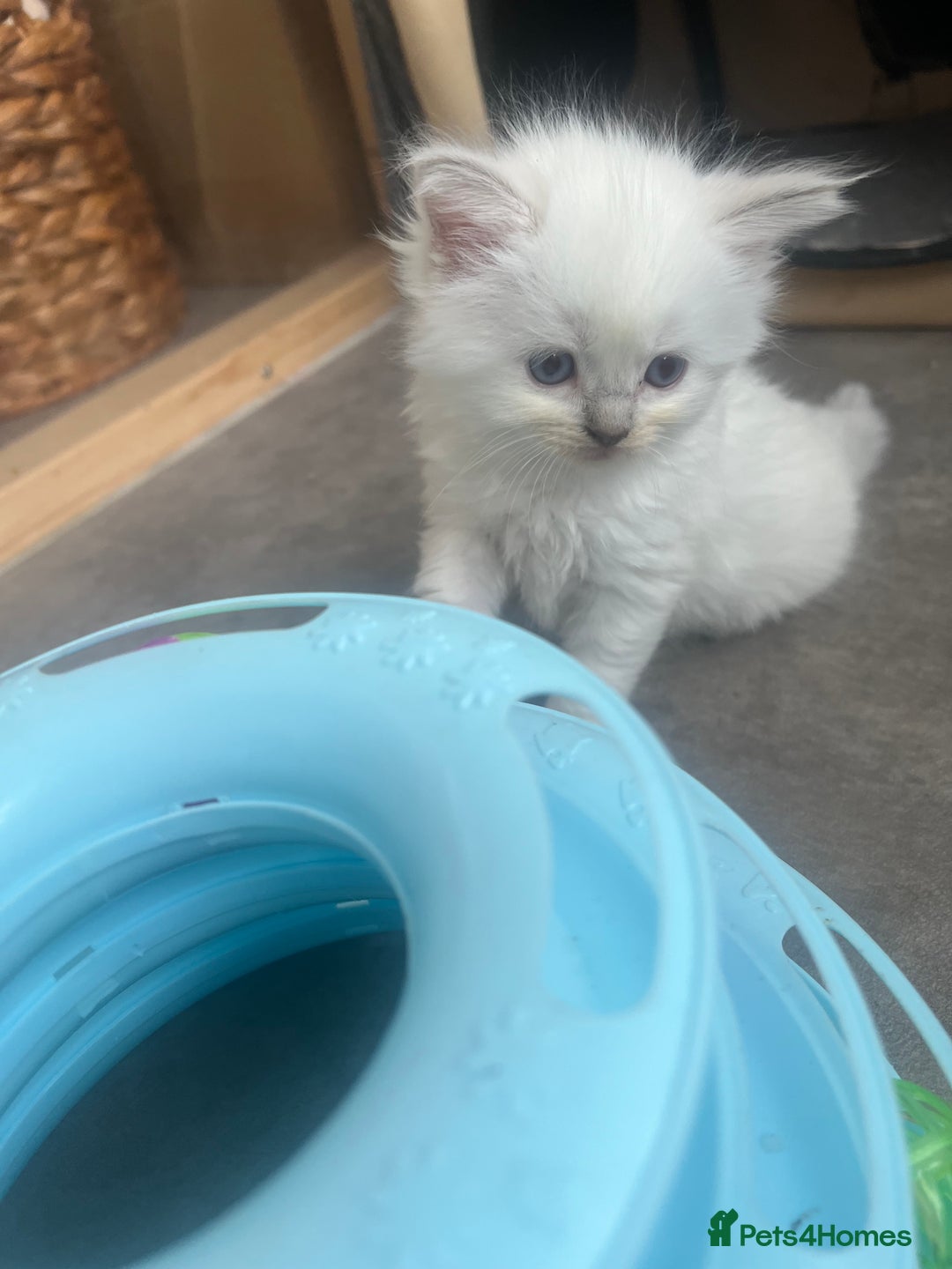 Ragdoll cats for sale: Radoll kittens, blue/lilac point - Image 7