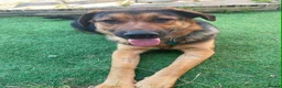 Mixed Breed dogs for adoption: Beau is a big beautiful goofy boy  in Mexborough - Advert 8