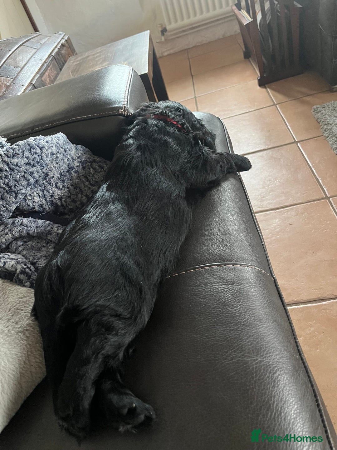 Cocker Spaniel dogs for sale: Gorgeous working cocker spaniel puppies for sale  - Advert 8