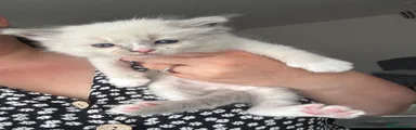 Ragdoll Red Collar Boy
