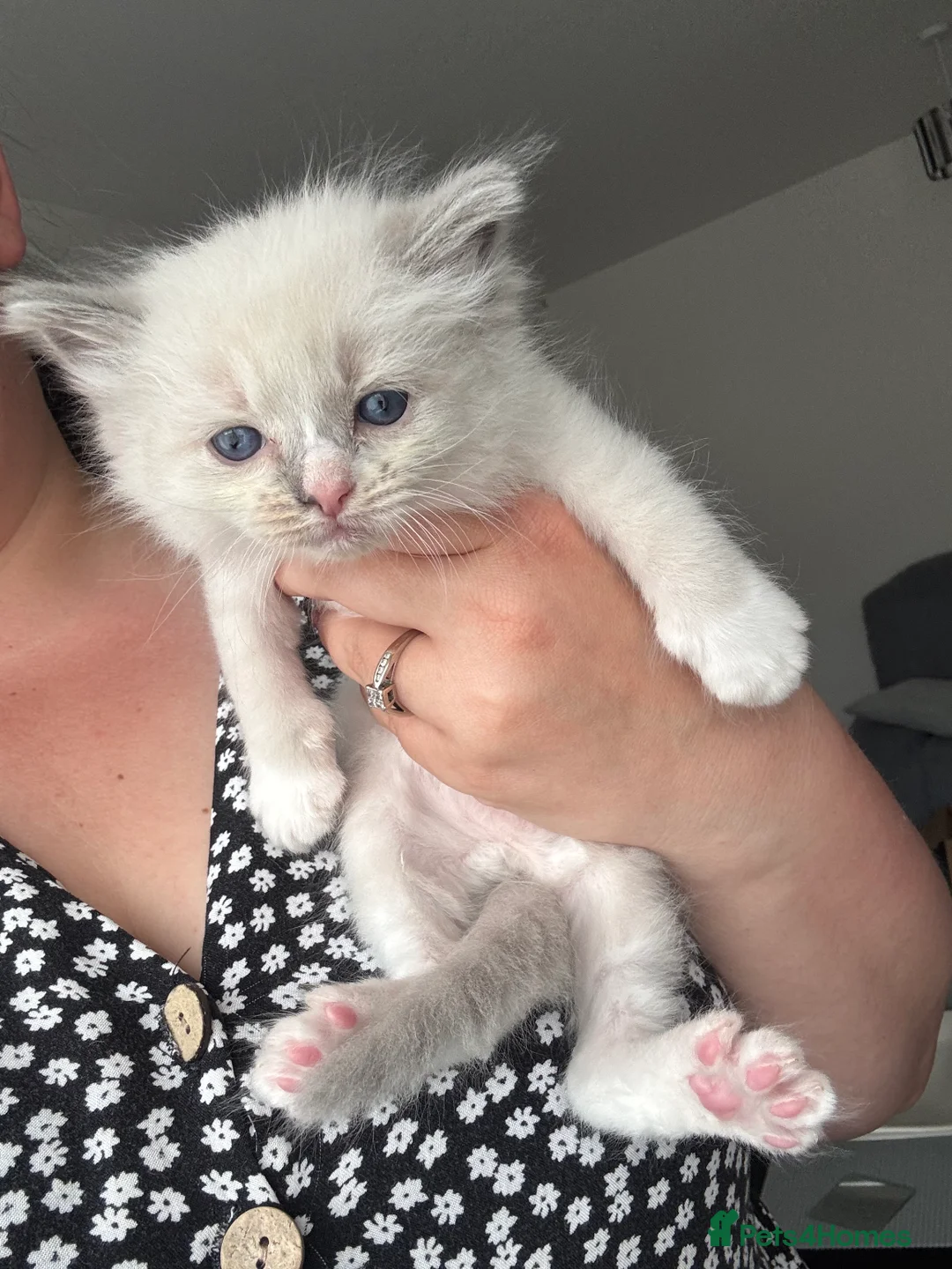 Ragdoll cats for sale: Last beautiful boy reduced ready to go  - Advert 6