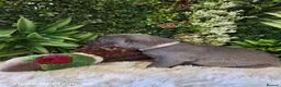 Weimaraner dogs for sale: ✨KC Weimaraner litter  from Champion Bloodlines ✨ - Advert 15