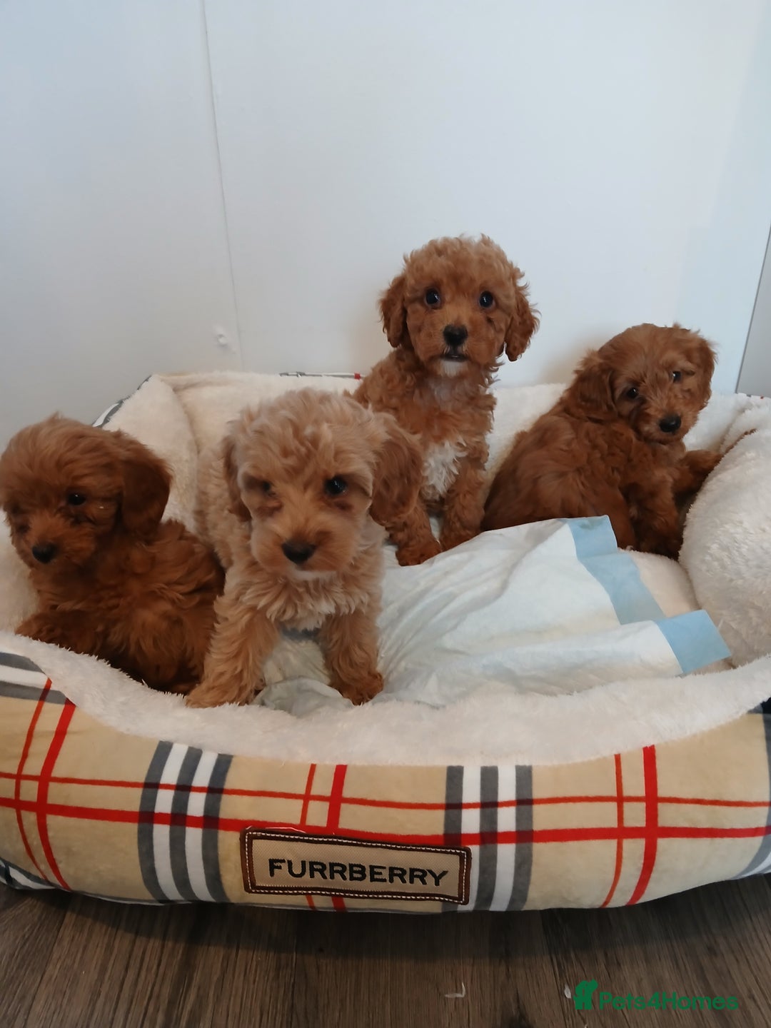 Cockapoo dogs for sale: Adorable F1B red cockapoo puppies  - Image 22