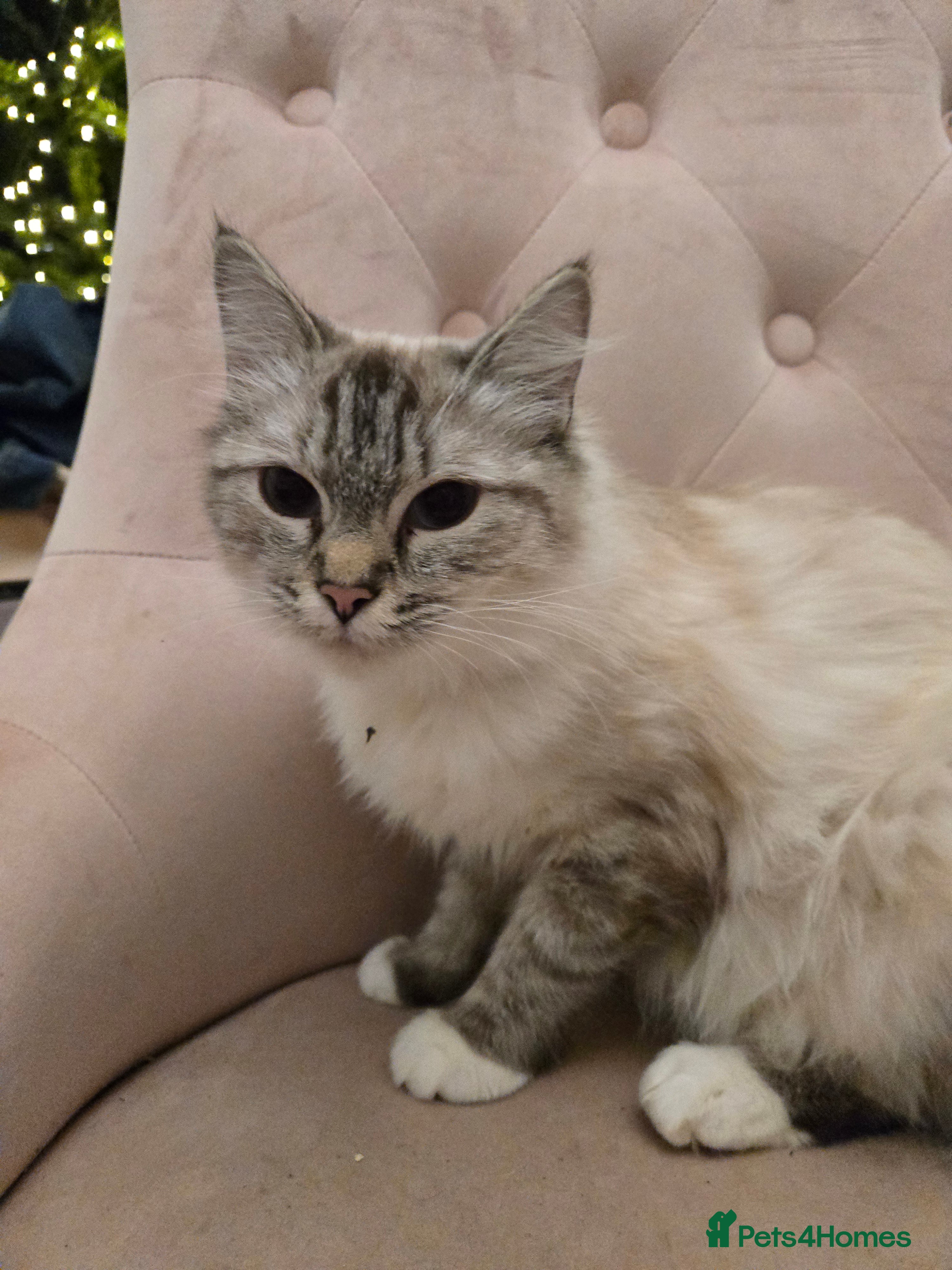 Ragdoll cats Radoll mix British short haired kittens - Advert 2