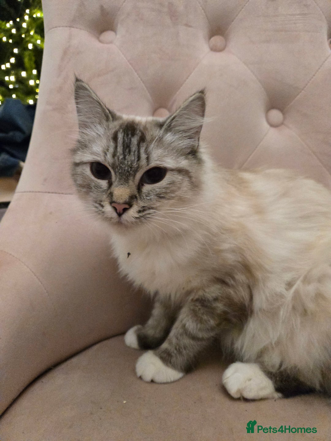 Ragdoll cats for sale: Radoll mix British short haired kittens - Advert 1