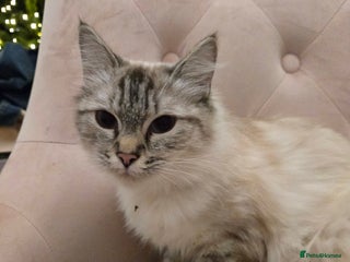 Ragdoll cats Radoll mix British short haired kittens - Advert 8