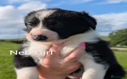 Border Collie dogs for sale: Border collie puppies - Image 3
