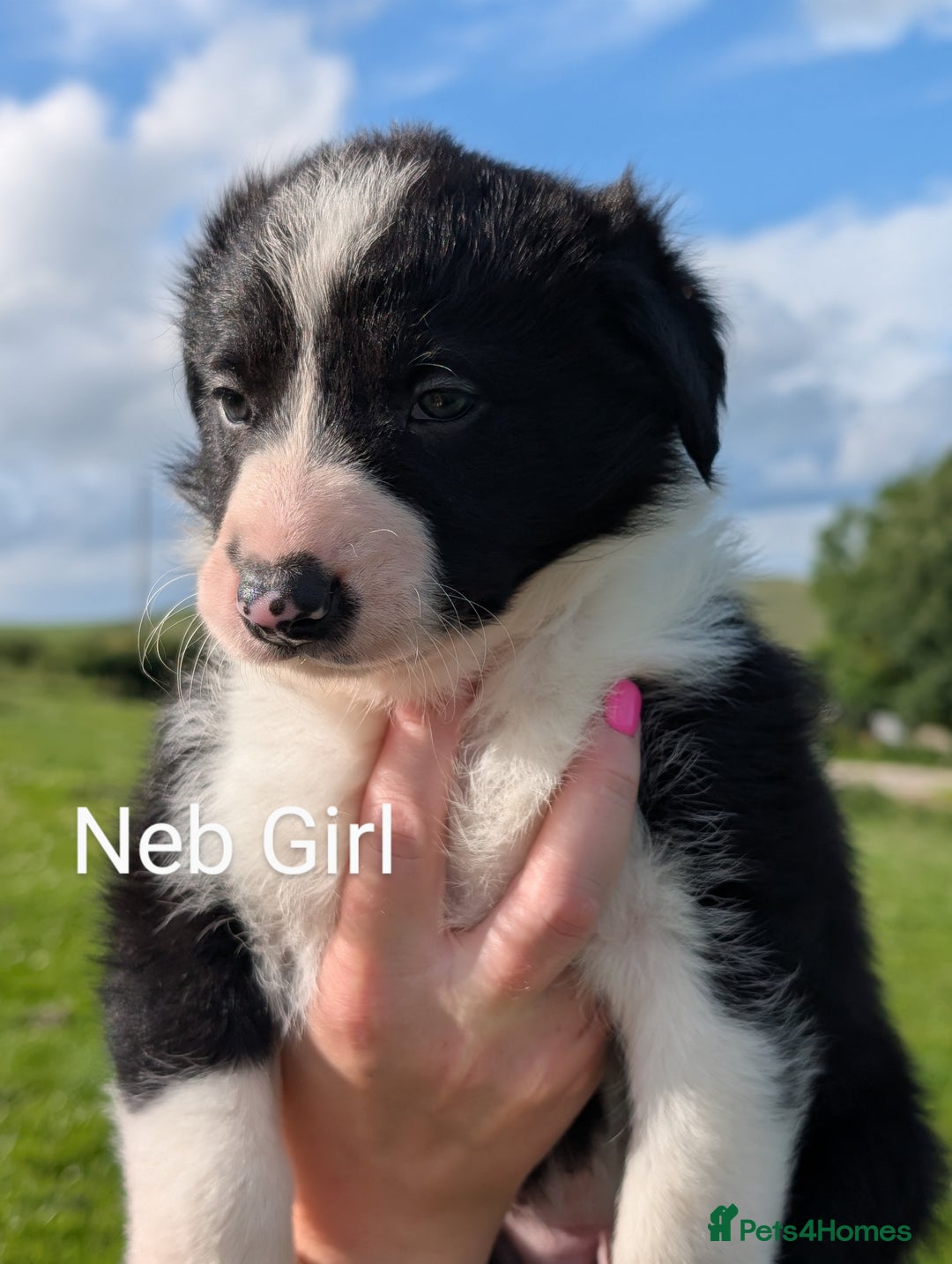 Border Collie dogs for sale: Border collie puppies - Image 3