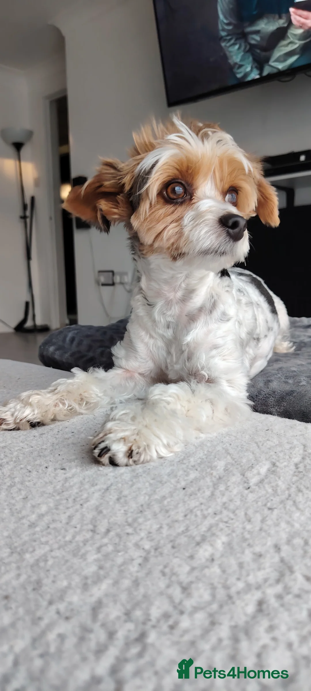 Biewer Terrier dogs for sale: Lovely biewer terrier  - Advert 1