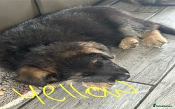 German Shepherd dogs for sale: 6 Beautiful, Healthy German Shepherd puppies in Mansfield - Image 6