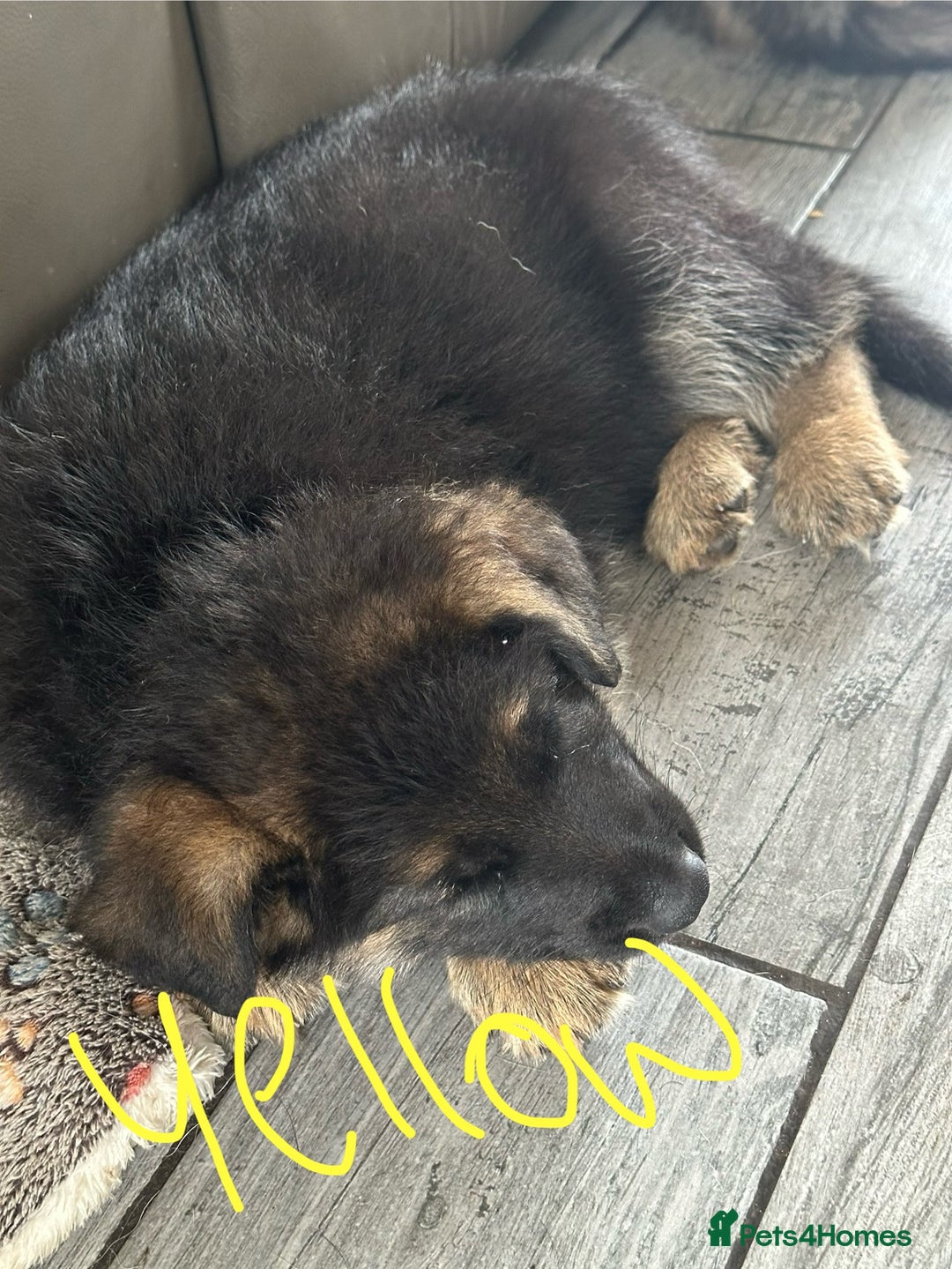 German Shepherd dogs for sale: 6 Beautiful, Healthy German Shepherd puppies in Mansfield - Image 6