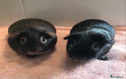 Guinea Pig rodents for sale: Two Pairs of Boar Foxe’s - Image 7