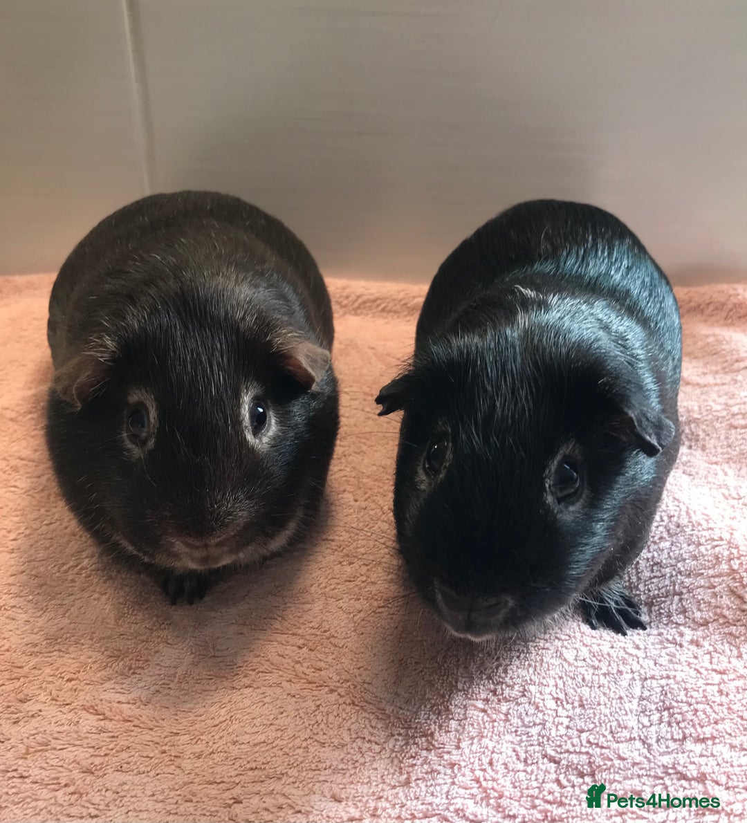 Guinea Pig rodents for sale: Two Pairs of Boar Foxe’s - Image 7
