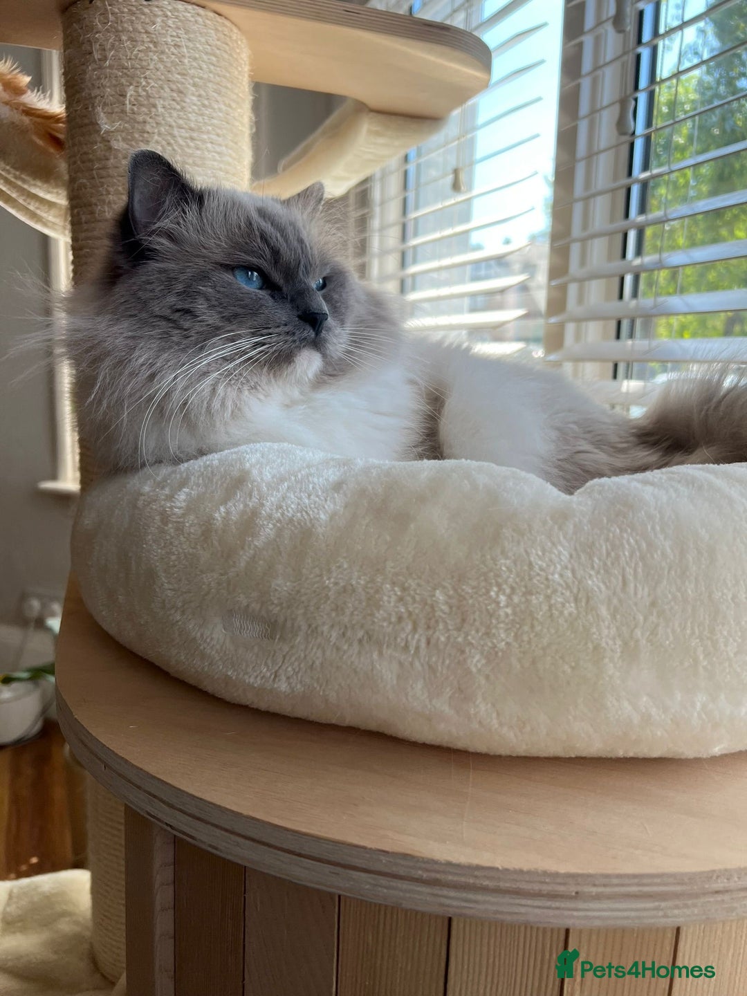 Ragdoll cats for sale: Outstanding TICA reg Kittens – Champion Bloodlines - Image 4