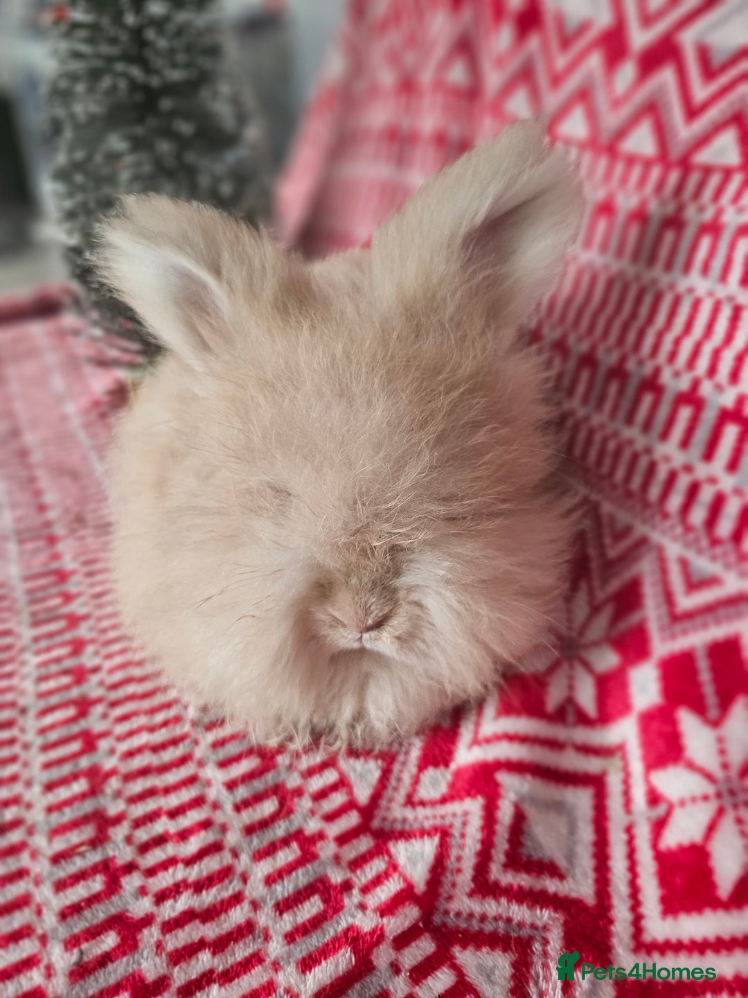 Angora rabbits for sale: Beautiful Angora Kits - Advert 3