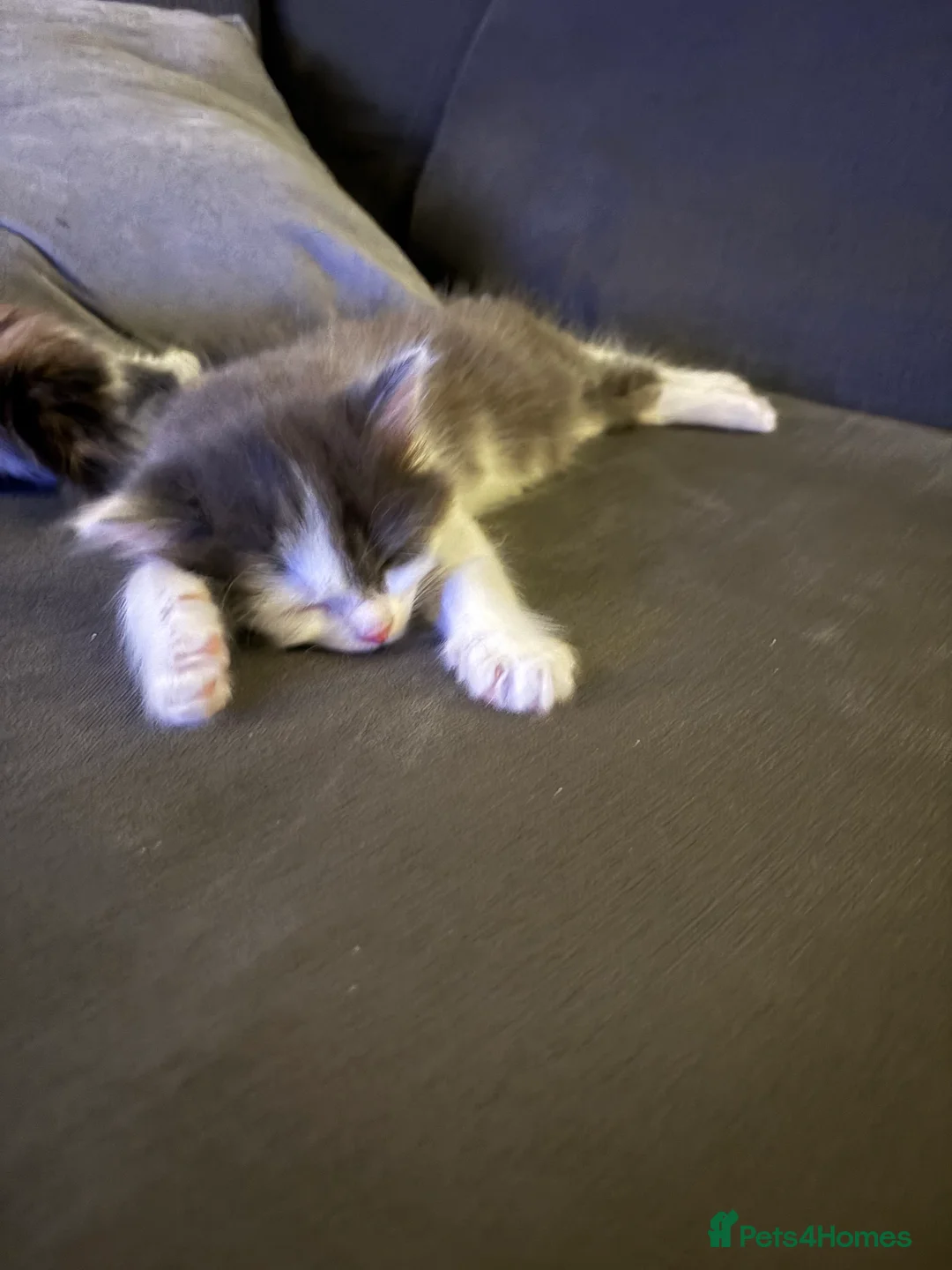 Mixed Breed cats for sale: Adorable kittens ready now - Advert 4