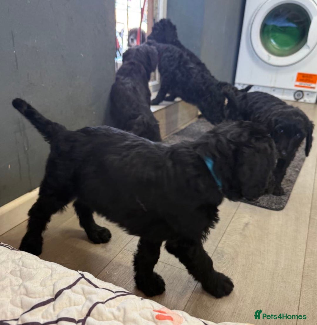Labradoodle dogs for sale: F,1,B Standard labradoodles,READY FOR THERE HOMES  - Image 18