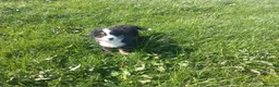 Bernese Mountain Dog dogs for sale: Beautiful Bernese Mountain Dog Puppy - Advert 4