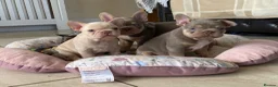 French Bulldog dogs for sale: TOP QUALITY FRENCH BULLDOG PUPPIES  - Advert 16
