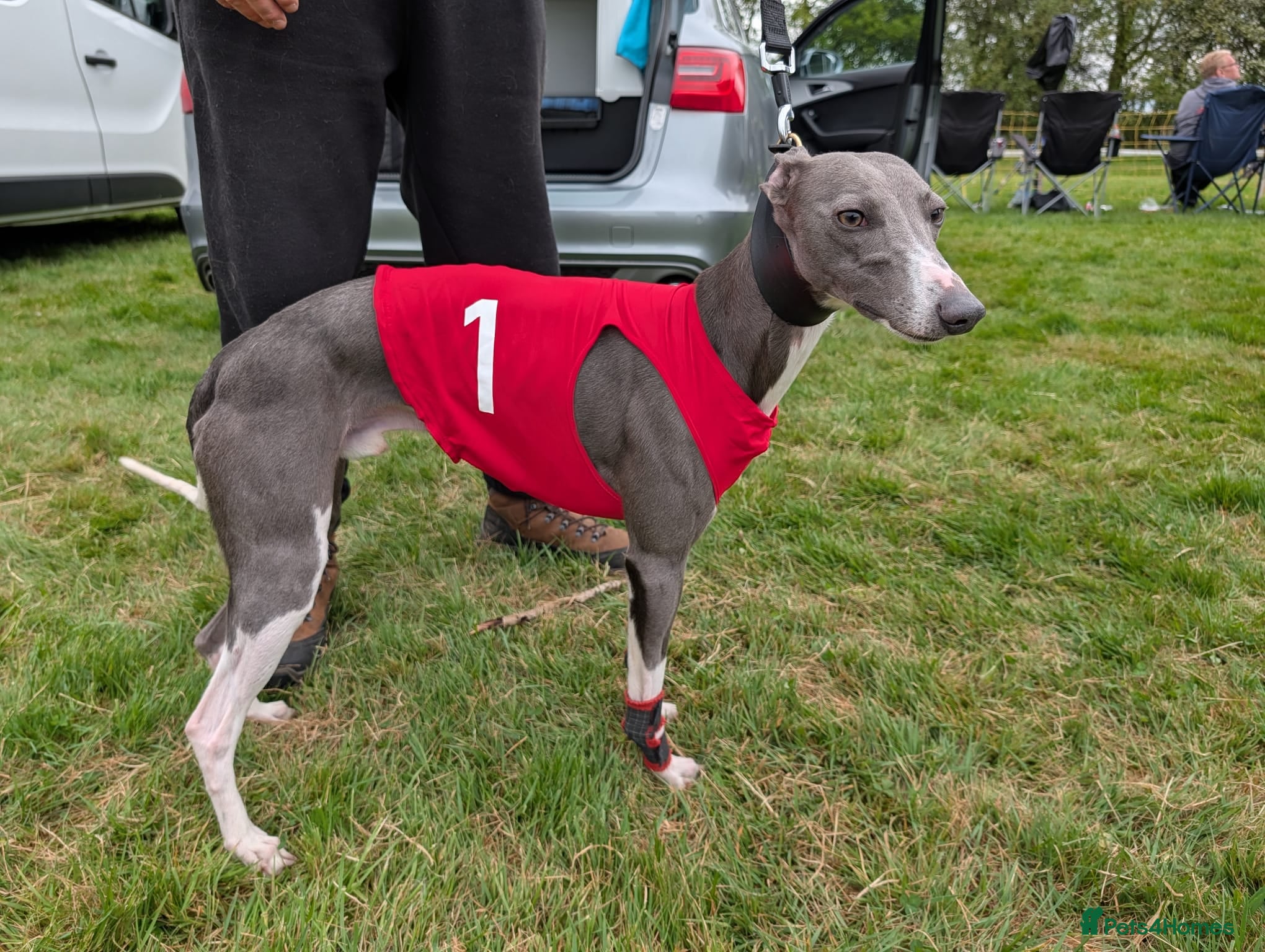 Whippet dogs KC registed whippet stud - Advert 1