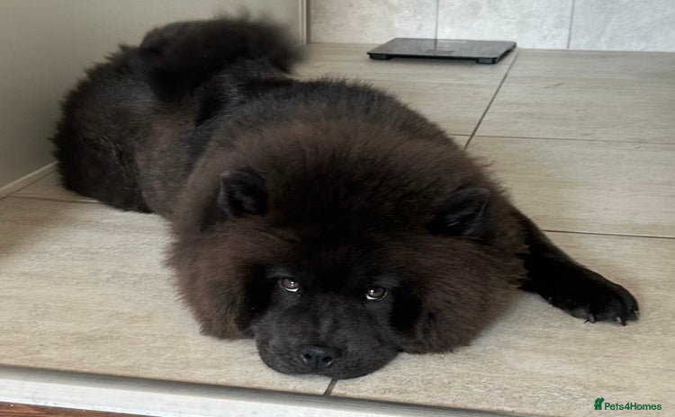 Chow Chow dogs - Advert 11