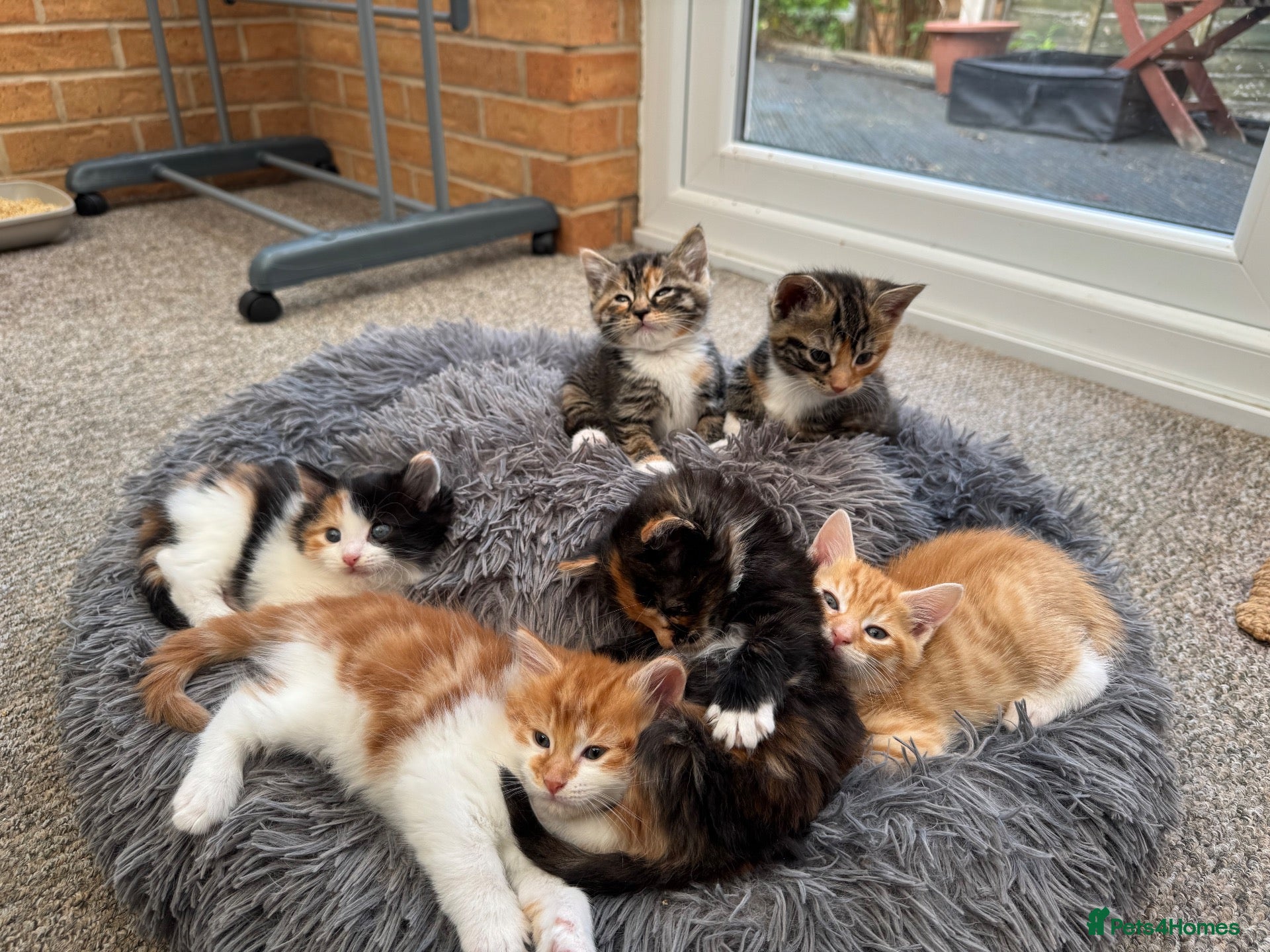 Mixed Breed cats Tabby Kittens and Ginger - Advert 1
