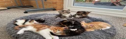 Mixed Breed cats for sale: Tabby Kittens and Ginger - Advert 1