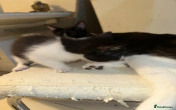 British Shorthair cats for sale: British Shorthair x Striped Tabby Kittens –2 Males - Image 13