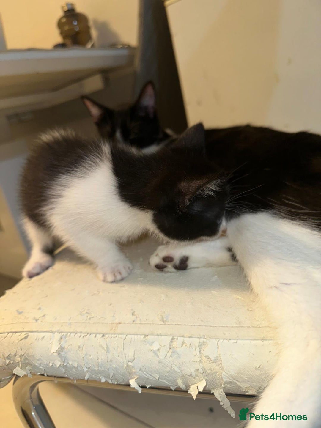 British Shorthair cats for sale: British Shorthair x Striped Tabby Kittens –2 Males - Image 13